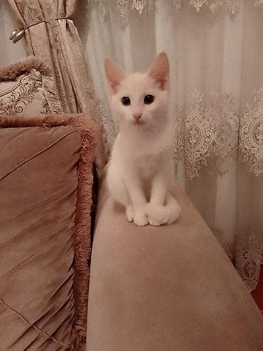 pısık: Türk anqora — 3