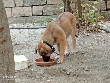 qurdbasar balaları: Qurdbasar, 3 ay, Dişi, Ödənişli çatdırılma — 8