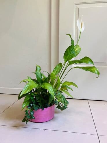 Çöl bitkiləri: Spathiphyllum — 2