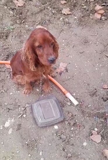 koker spaniel satilir: Koker spaniyel — 2