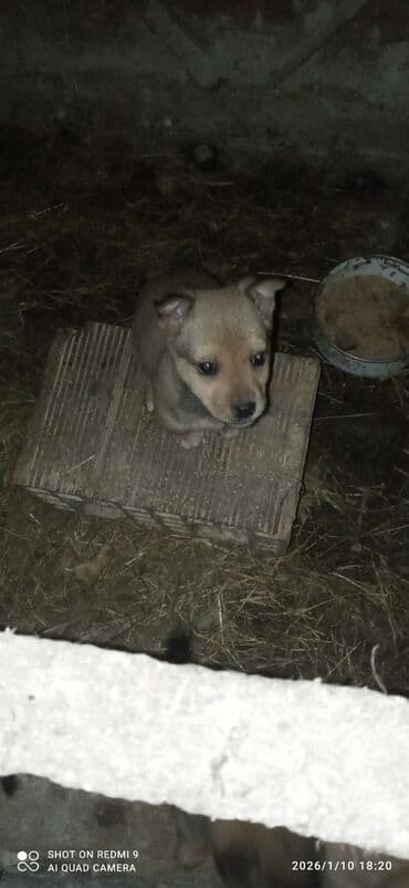 lal ordek satilir: Peyvəndli — 5