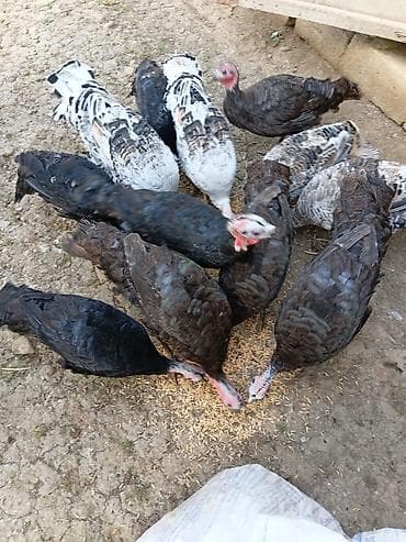 cuce ve xoruz temsili: Məhsul: Hinduşka sürüsü Təsvir: - Şəkillərdə müxtəlif rənglərdə — 1