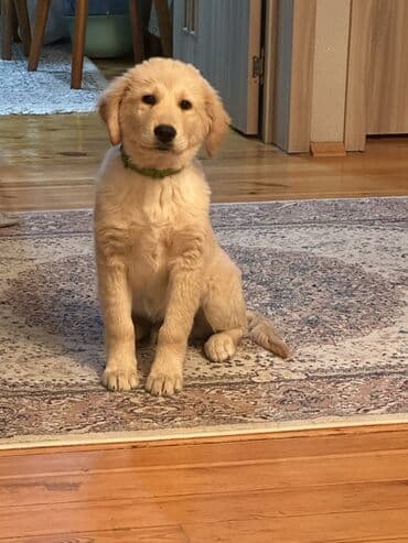 itler ucun qurd dermani: Retriever, 4 ay, Erkek, Peyvəndli — 3