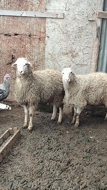 damaz: Kürdəxanıdadir Erkek di . Sağlam qurbana yararlı heyvandir. Yeddinci — 2