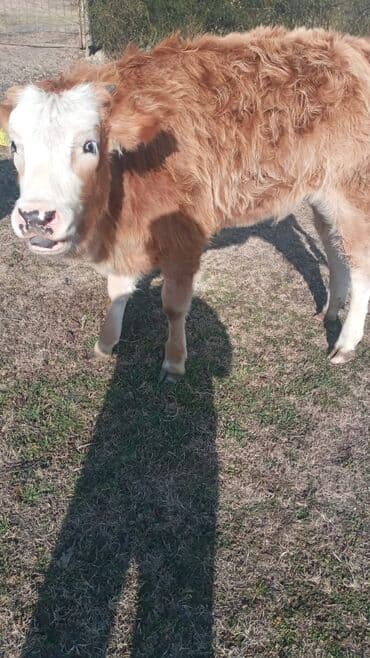 satilik inekler: Dana, buzov, Dişi, ay: 12, Damazlıq, Ünvandan götürmə — 10