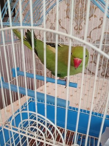 tutuquş: Yaşıl tuituq (halqa boyunlu papağan) – qəfəs ilə - Növ: Halqa boyunlu — 2