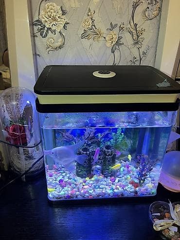 akvarum: Akvaryum dəsti - Şaquli formalı şüşə akvaryum, üst qapaqlı - Qapaqda — 4