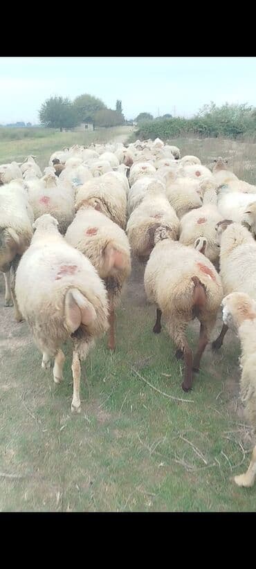 bakida cins ineklerin satisi: Dişi, il: 1, 50 kq, Damazlıq, Ünvandan götürmə — 3