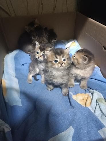 Digər heyvanlar: Erkək, Dişi, Yaxşı əllərə, Ünvandan götürmə, Pulsuz çatdırılma, Ödənişli çatdırılma — 4