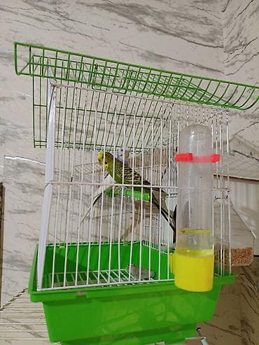 Quşlar: Dalmatin və klassik rəngli iki dalğıç tutuquşu (budaqlar üzərində) ilə — 4