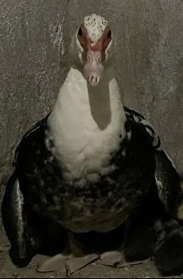 Keçilər, çəpişlər: 1 və 2 yaşlı dişi lal ördəklər satılır. Heyvanlara yaxşı baxılıb, tam — 1