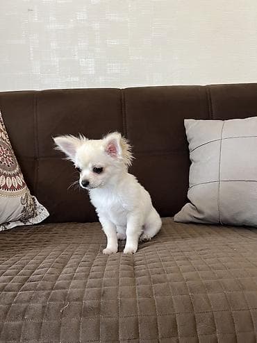 ev heyvanları: Çixuahua, 4 ay, Erkek, Peyvəndli, Ödənişli çatdırılma — 5