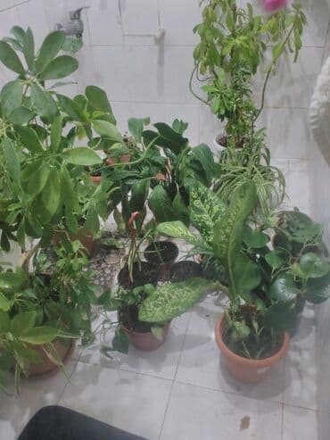 16 növ fərqli bitki var və bu bitkilərin də içində fərqli bitki