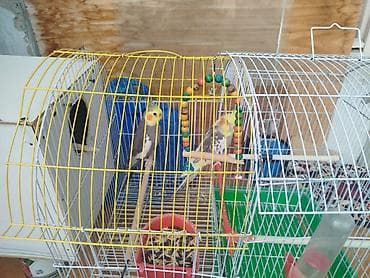 lalafo quşlar: Nimfa (cockatiel) cütü və qəfəs dəsti - Növ: Nimfa (cockatiel) – 2 — 1