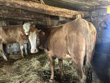 heyvan bazari inekler: Əlaqə Vp — 9