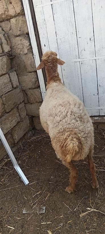 Salam dişi qoyunfur Kürdəxanıdadır təcili satılır — 3