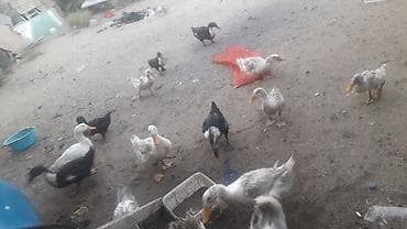 Dişi, Yumurtalıq, Ünvandan götürmə