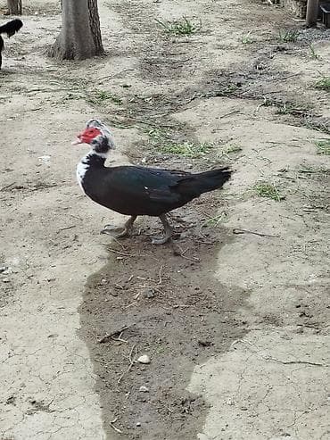 ördəkləri: Lal ördəklər satilir erkey dişi erkey cox iridi 4 kq cox cəkisi var — 3