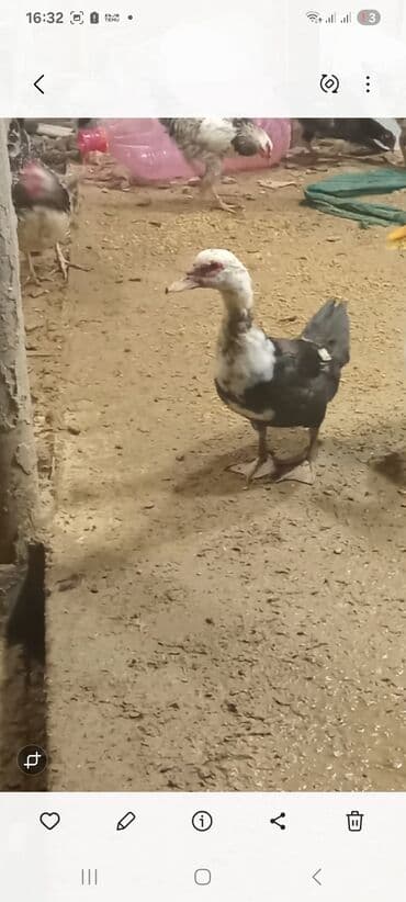 Keçi, çəpiş: Lal ördək yumurtaya dusub 8 ayliqdr — 1