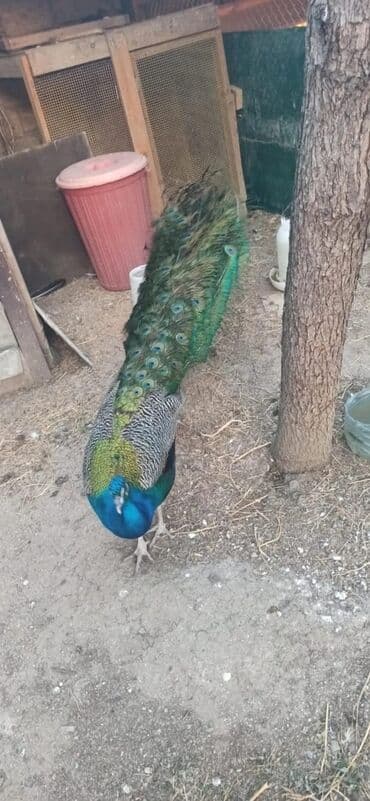 cins inekler azerbaycanda: Tovuzquşu satılır: fərələr 5 yaş:100 manat xoruz 6 yaş (qaraqanad):350 — 3