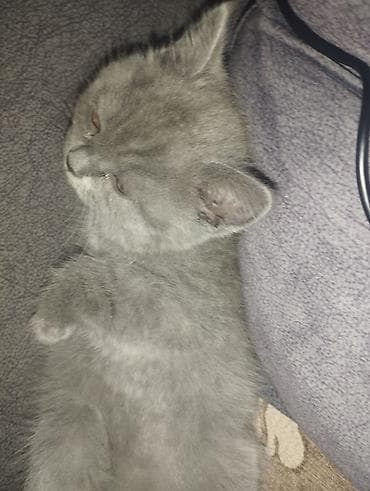 Şotland, Dişi, Yaxşı əllərə — 3