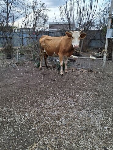 Nissan: 2 ci qarın 8 aylıq boğazdı semetalı melsdi süt 8 9 yaxşı yağlı süt — 5