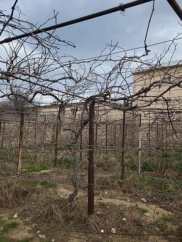 metlaq satisi: 🍇 ÜZÜM AĞACLARININ SATIŞI 🍇 Bağ salmaq istəyənlər üçün hazır və — 2
