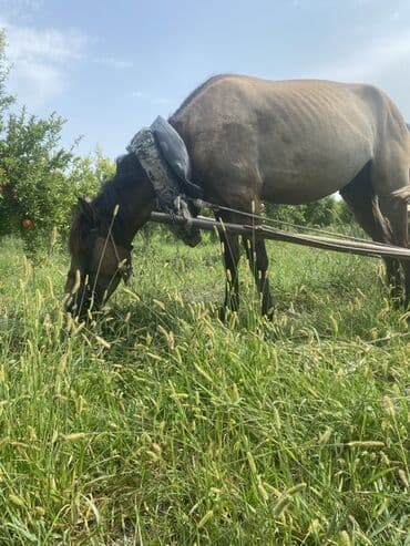 tasma: At arabası üçün nəzərdə tutulmuş qoşqu dəsti, kənd təsərrüfatı işləri — 2
