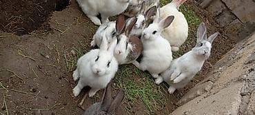 diri quzu satisi: Atası yeni Zelandiya video kaliforniya qarışığıdi anası yerli sortdu — 5