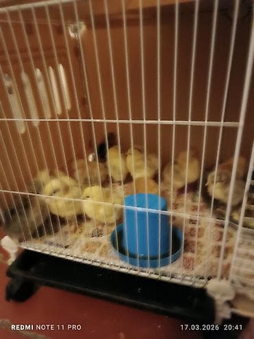 brama toyuqları: Куриные цыплята, Для мяса, Самовывоз — 7