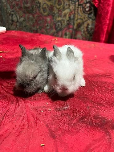 yeher satisi: Dekorativ Lionhead bala dovsanlar Ve Qulaqi sallag dovsanda satilir — 8