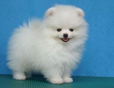 Şpitz, 2 ay, Sənədli