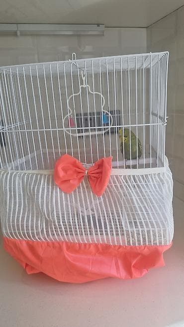 hind quşu baximi: Məhsul: Dalğalı tutuquşu və qəfəs seti Təsvir: - Yaşıl-sarı rəng — 4