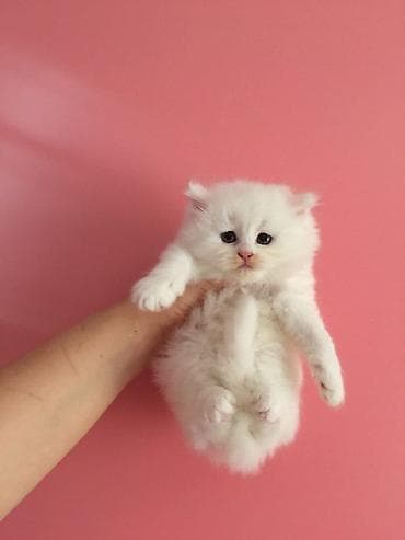 cats az: Ağ rəngli, tüklü balaca pişik balası. Yumru üz quruluşu, iri qara-mavi — 4