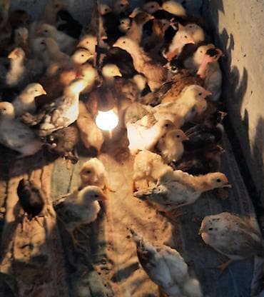 kənd cücələri: Toyuq cücələri, Ətlik — 2