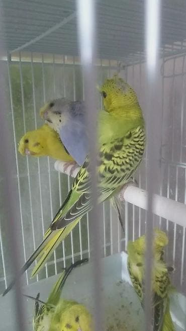 sisar quşu: Yaponiclər və yaponicdən dömmələr — 8