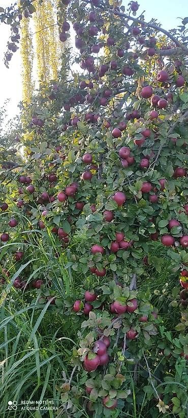 bağ alətləri: 🍎 Satılır Bağ – Qızıləhməddi Alma Bağı🍎 Əla fürsət! Məhsuldar və — 8