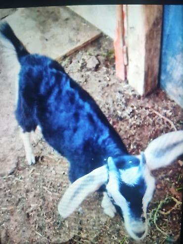 keci seki: Salam tam sağlam dişi çepiş satiram 2 ayını keçib her şey yeyir anası — 3