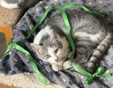 pişiy adlari: Dişi, Yaxşı əllərə — 1