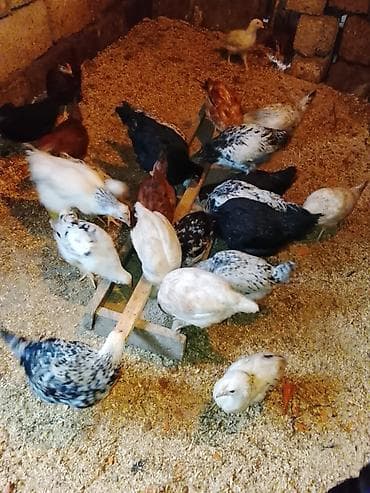 Цыплята: Курица, Для разведения — 2