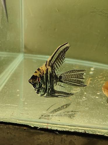 canlı yem: Məhsul: Akvarium üçün Skalyar balıqları (Pterophyllum scalare) — 1