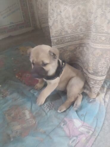 приют для кошек в баку: 1 месяц — 1