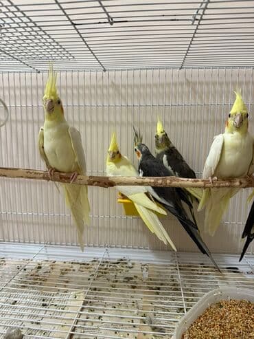 qarğa satışı: Korella tutuquşuları, həm tək, həm də cüt satılır. Bu tutuquşular — 3