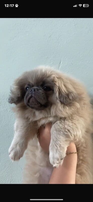 balaca it ucuz: Pekines, 4 ay, Dişi — 1