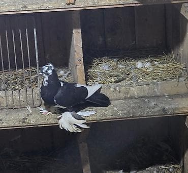 Quşlar: Ala mayadi (oynaq) Qara boyun erkeydi Goy boyun erkeydi Ağ mayadi — 4