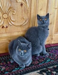 золотая шиншилла баку: Britan, Erkək, Dişi, Ödənişli çatdırılma — 1