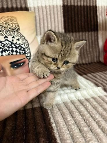 pişik eşyalari: Britan — 1