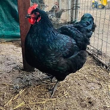 kirpi toyuq: Toyuq, Australorp, Damazlıq, Pulsuz çatdırılma, Ödənişli çatdırılma — 2