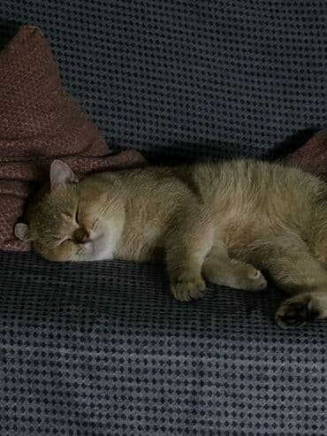 İtlər: Пристраивается котик 1год Привит Не кастрирован Желательно в семью — 4