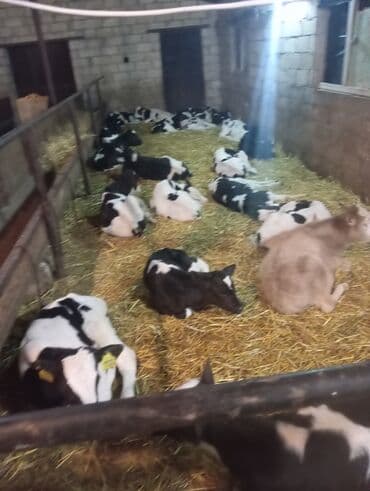 tap az sudluk inəklər: Satış: Holştin-Friz (qara-ağ) buzovlar - Şəkillərdə gördüyünüz kimi — 5